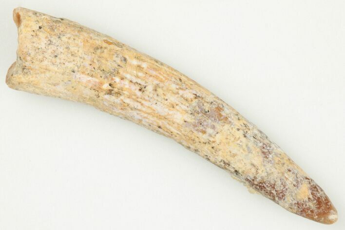 1.2" Fossil Pterosaur (Siroccopteryx) Tooth - Morocco
